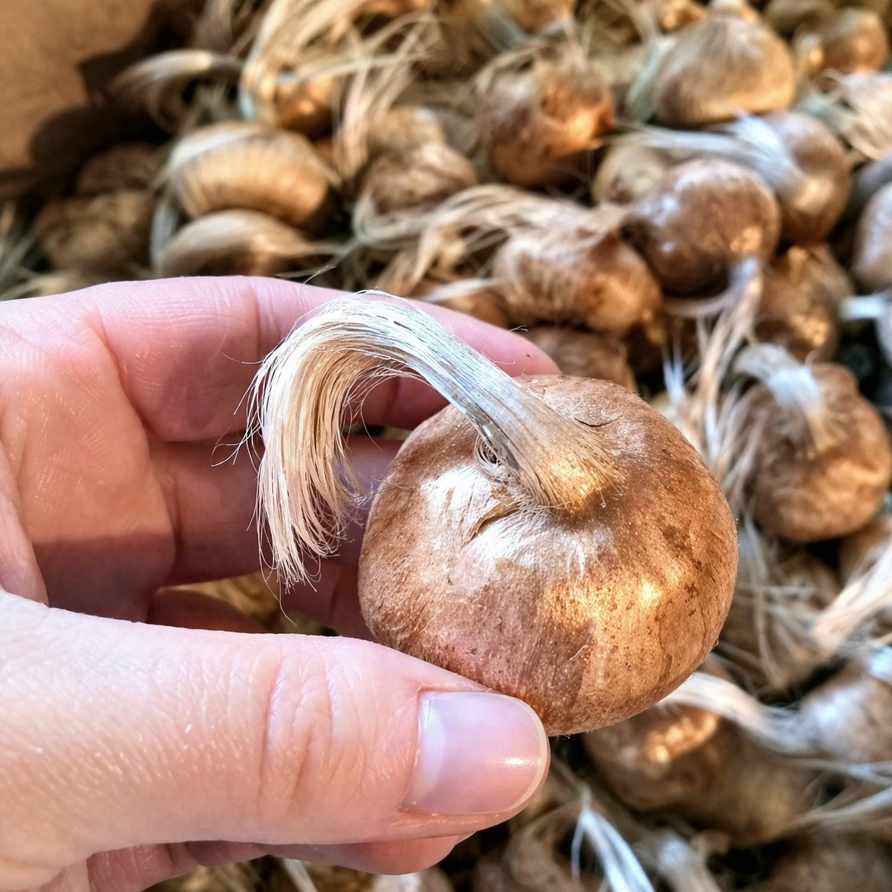 Large jumbo saffron bulb shown in hand for size comparison