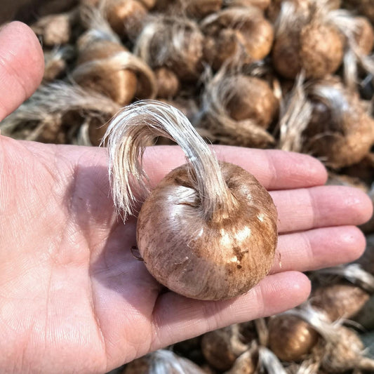 Large 11+ cm jumbo saffron bulb held in hand
