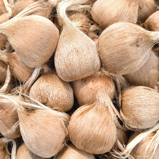 Close-up of premium 9–10 cm saffron bulbs (corms), large healthy bulbs ready for planting and high saffron yield