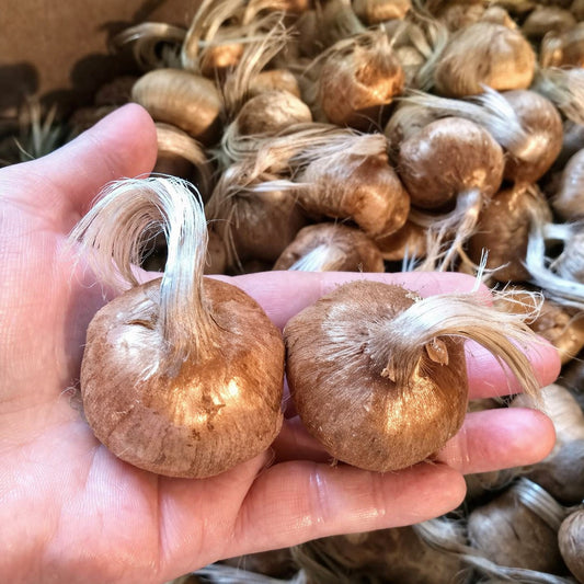 Large jumbo saffron bulbs (11+ cm) shown in hand for size, premium planting corms for maximum saffron yield