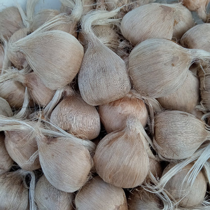 Premium 9/10cm Saffron Bulbs