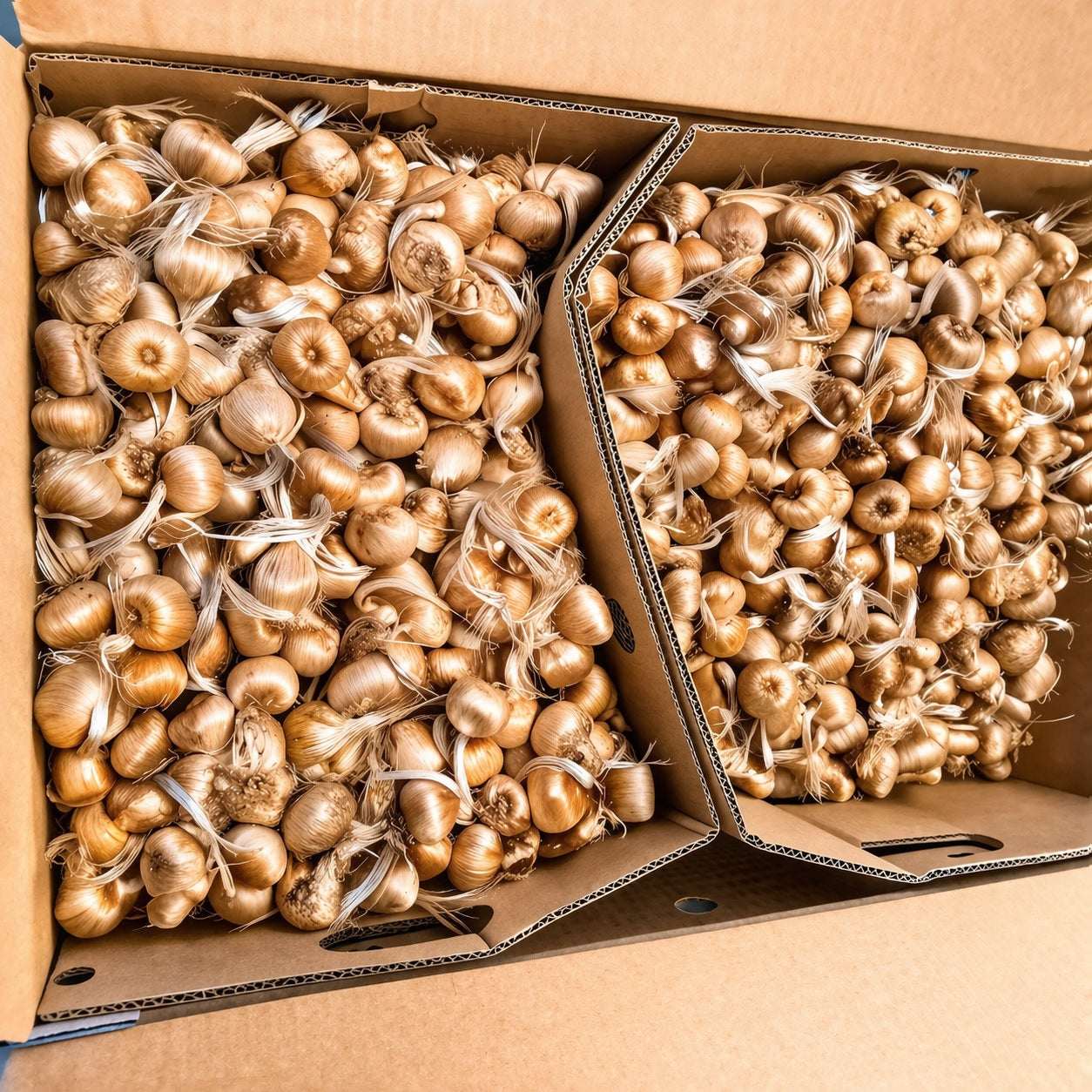 Large batch of premium saffron bulbs (corms) ready for planting, Bella Saffron high-quality harvest stock