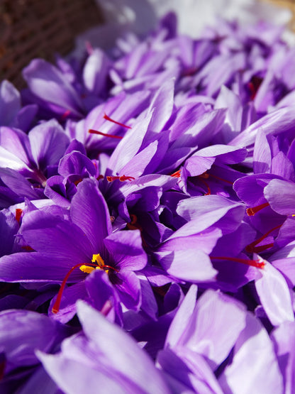 Premium 9/10cm Saffron Bulbs