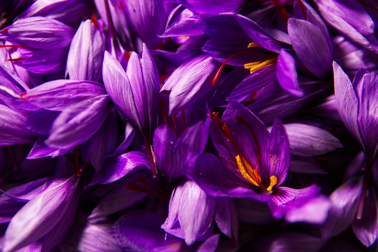 Premium 9/10cm Saffron Bulbs