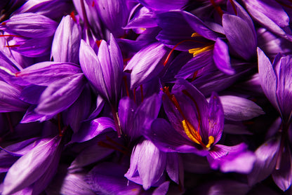 Premium 9/10cm Saffron Bulbs