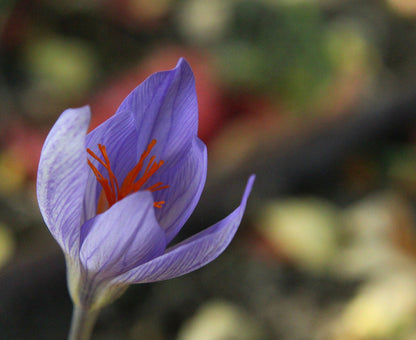 Premium 9/10cm Saffron Bulbs